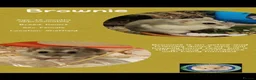 Hamster rodents for sale: Hamsters  - Advert 14
