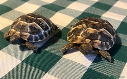Tortoise reptiles for sale: Baby Tortoises Herman & Marginates - Image 12