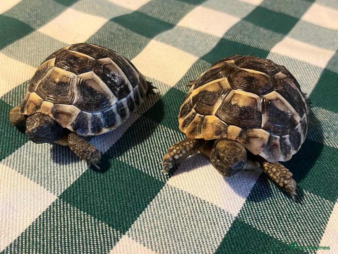 Tortoise reptiles for sale: Baby Tortoises Herman & Marginates - Image 12