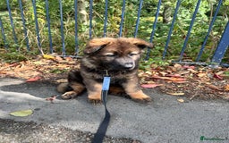 German Shepherd dogs for sale: 15 week old working line German Sheppard  - Image 5