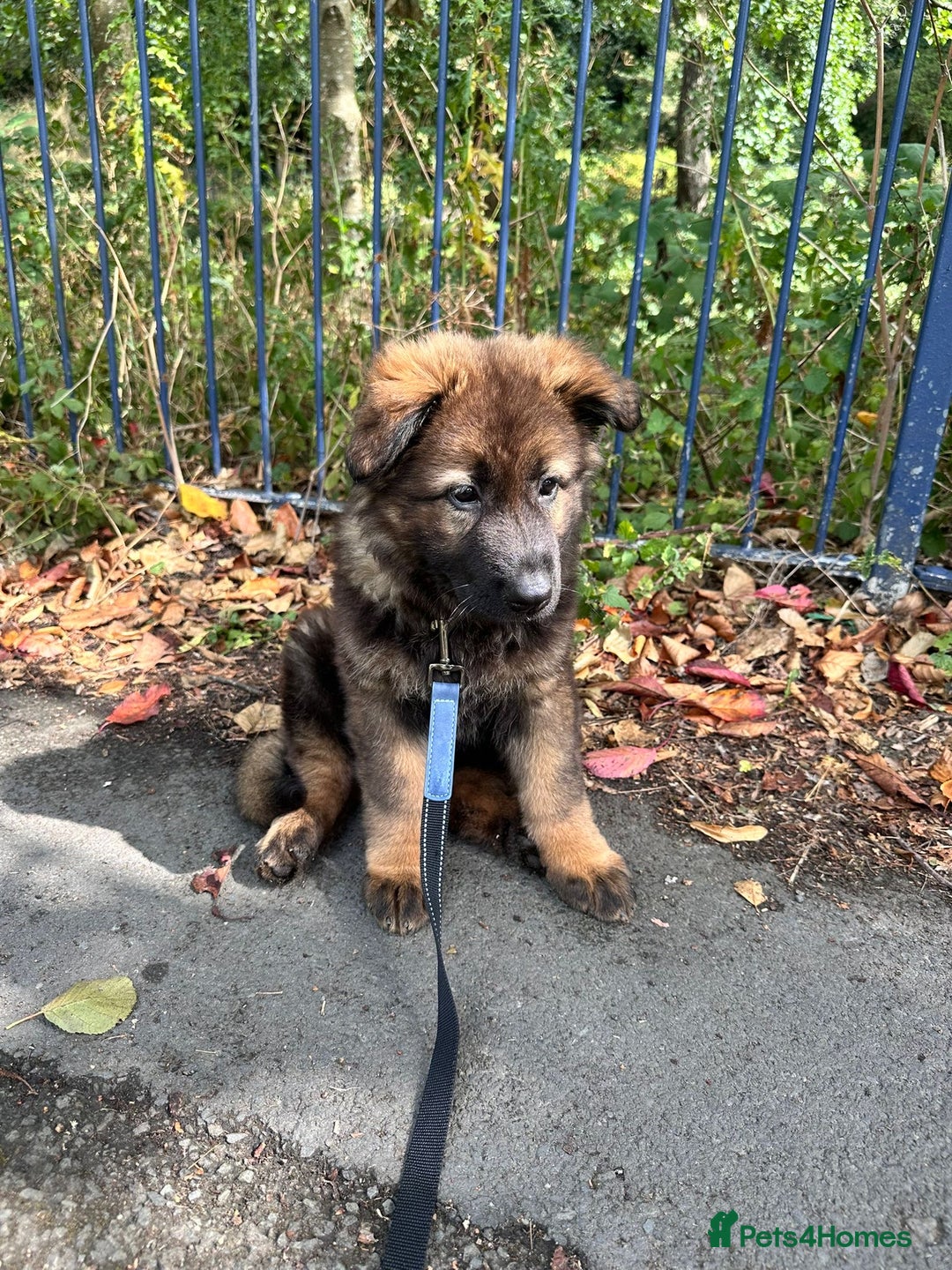 German Shepherd dogs for sale: 15 week old working line German Sheppard  - Image 5