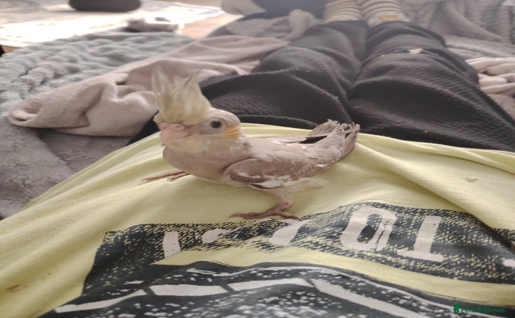 Cockatiels birds - Advert 1