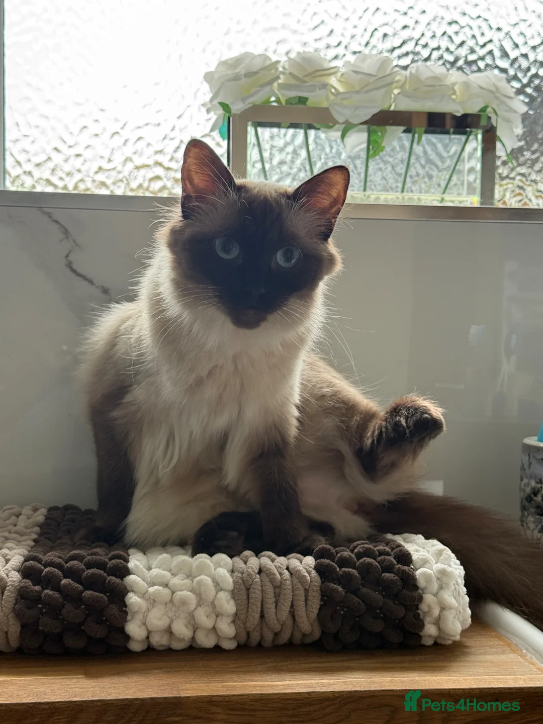 Ragdoll cats for sale: Loving playful ragdolls - Advert 1