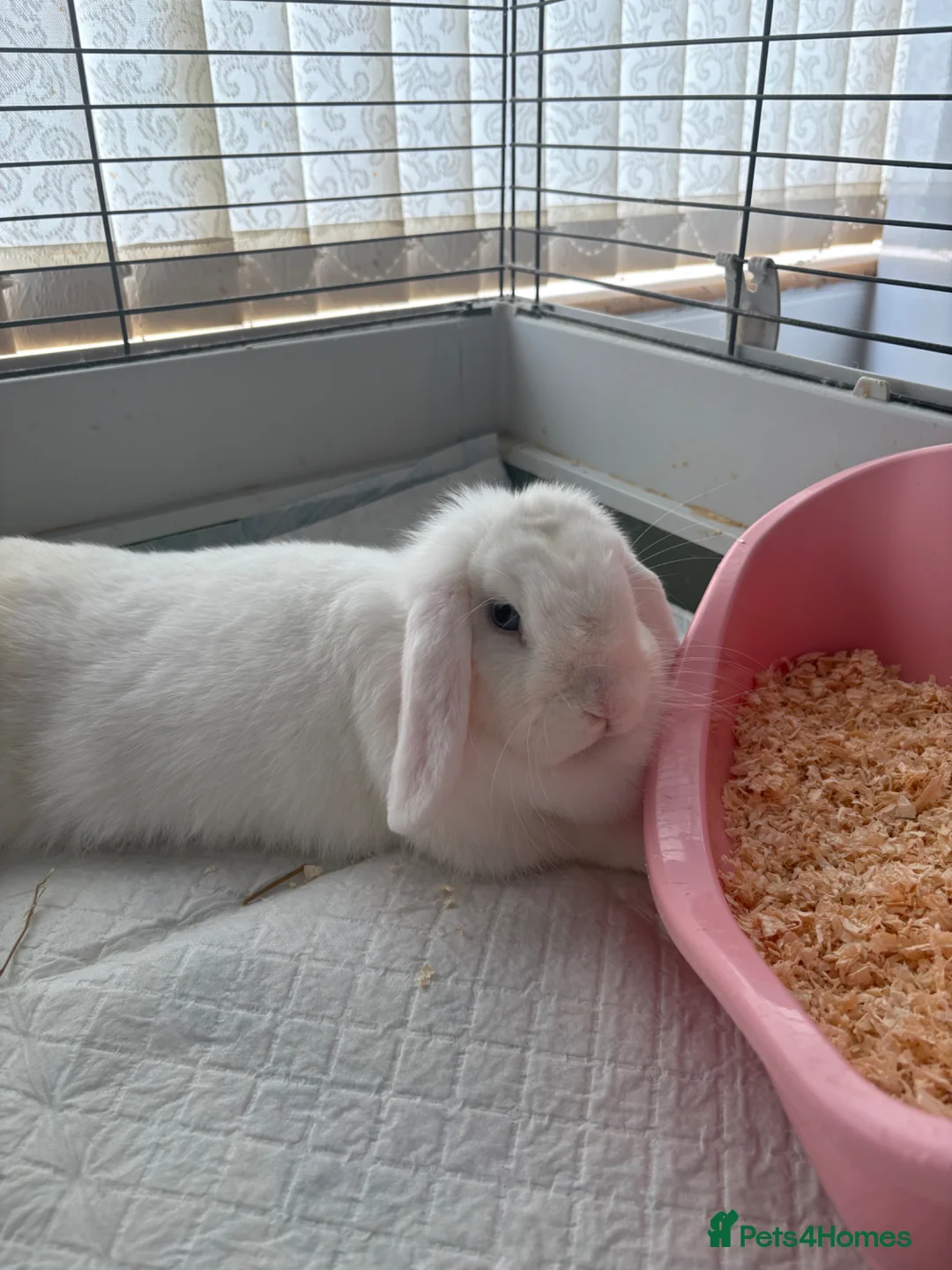 Mini Lop rabbits for sale: Mini Lop Rabbit - Advert 2