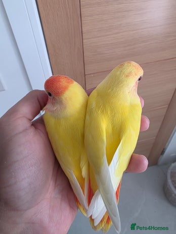 Lovebirds birds - Advert 1