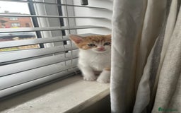 Mixed Breed cats for sale: Mixed breed kittens - Image 3