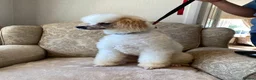 Shihpoo dogs for sale: Gorgeous puppies looking for there forever homes - Advert 12