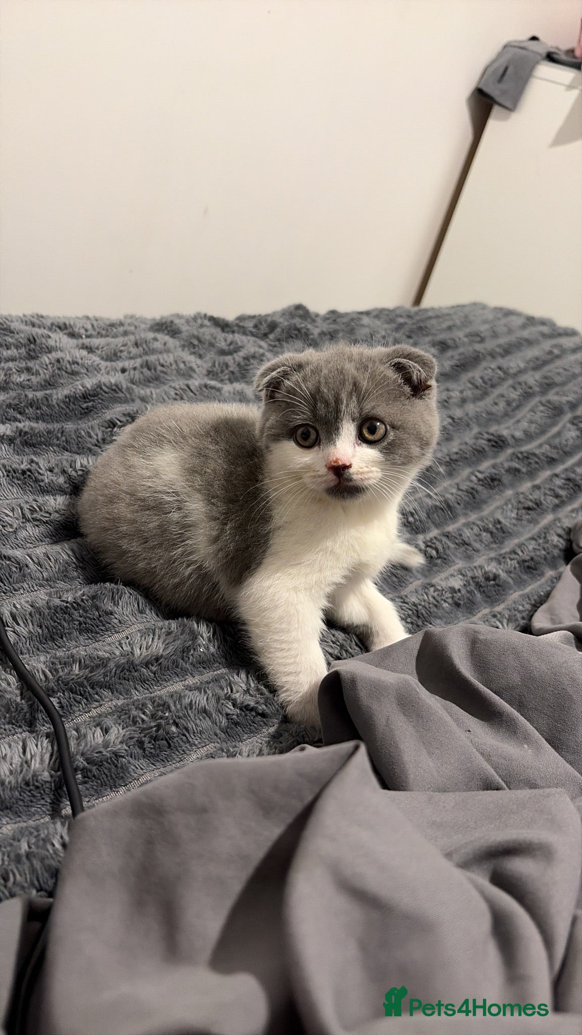 British Shorthair cats British shorthair cross (Scottish fold)  - Advert 18