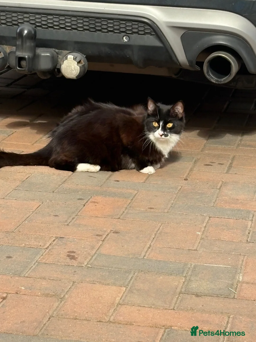 Mixed Breed cats for sale: 2 male kittens - Advert 3