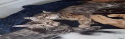 Mixed Breed cats for sale: 5 super fluffy female kittens - Advert 8