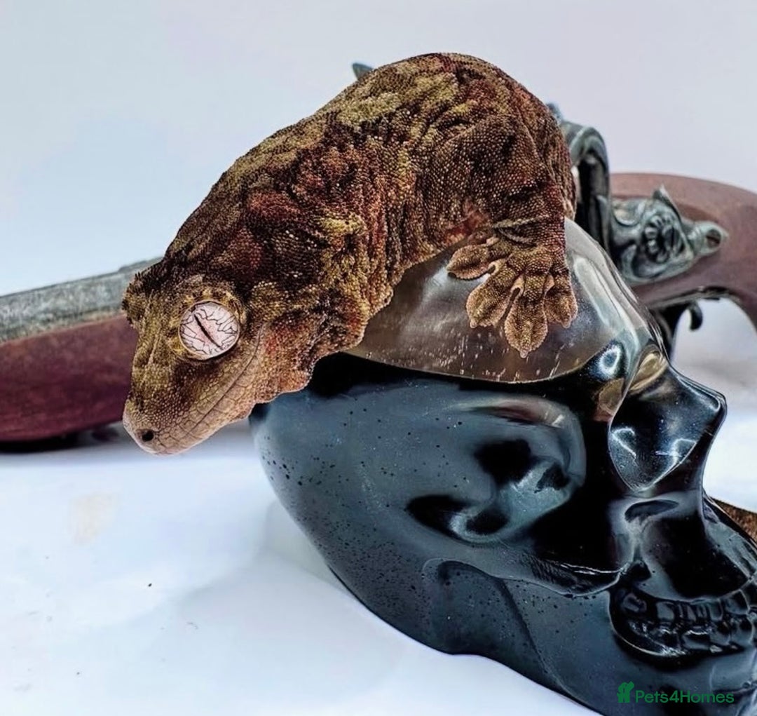 Gecko reptiles for sale: Chahoua geckos - Advert 2