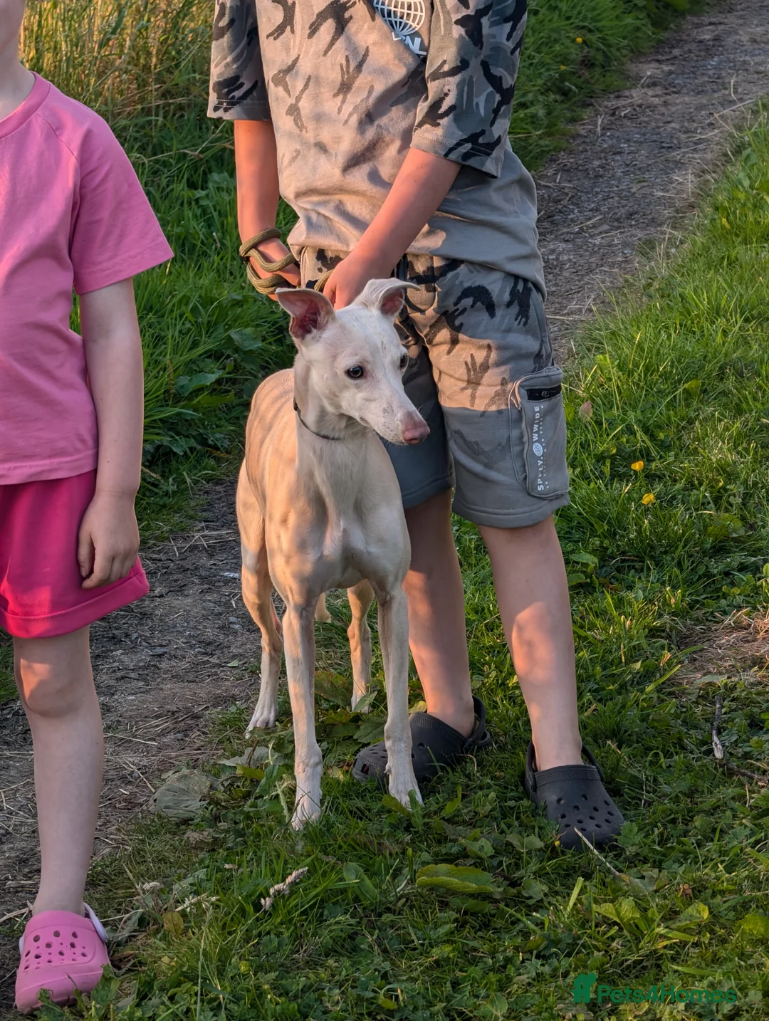 Whippet dogs for stud: Full cream kc and blue white parti kc for stud in Crook - Advert 3