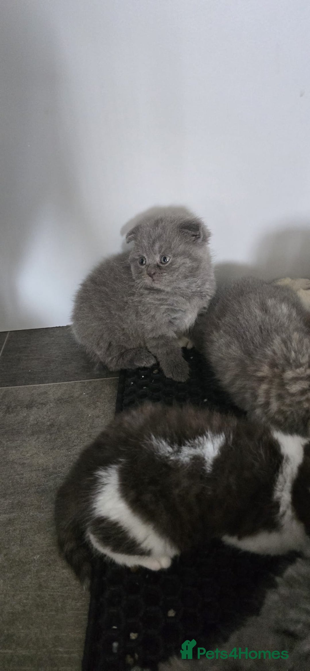 Scottish Fold cats for sale: For sale Scottish fold kitties  - Image 21