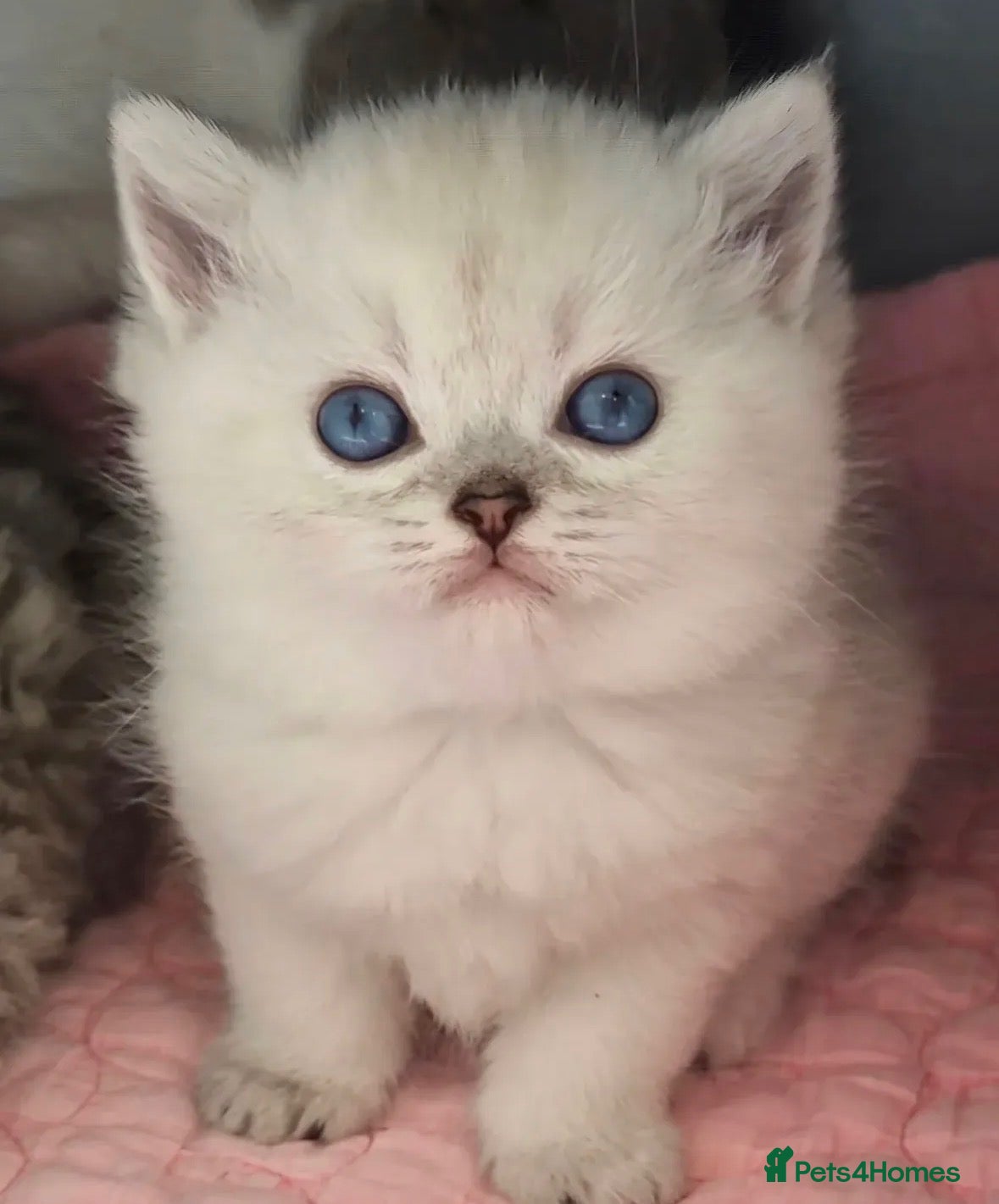 British Shorthair cats Beautiful grey/white British shorthair kittens - Advert 2