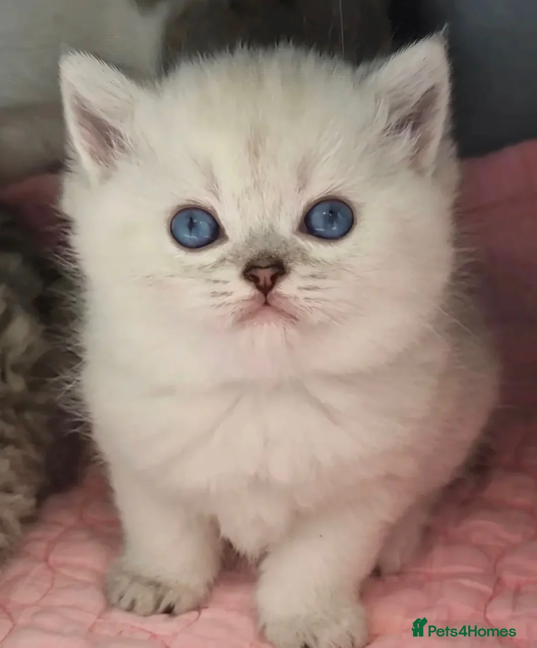 British Shorthair cats for sale: Beautiful grey/white British shorthair kittens - Advert 1