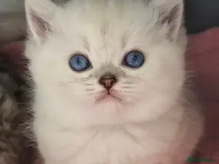 British Shorthair cats Beautiful grey/white British shorthair kittens - Advert 2