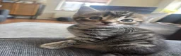 Mixed Breed cats for sale: 5 gorgeous kittens ready now!  - Advert 10