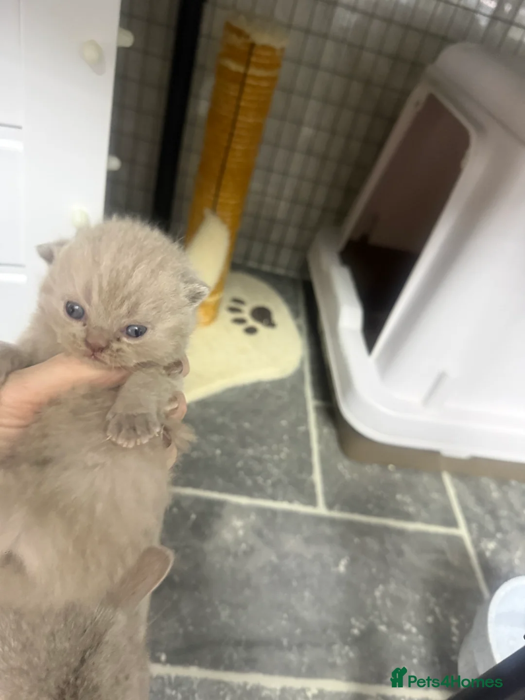 British Shorthair cats for sale: British shorthair kitten  - Advert 9