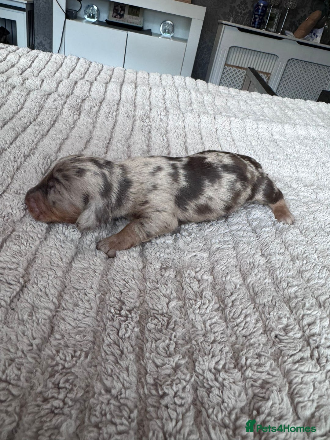 Miniature Dachshund dogs for sale: Miniature long-haired dachshunds - Image 14