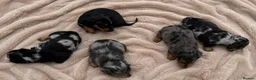 Dachshund dogs for sale: 9 Dachshunds available  in Leeds - Advert 2