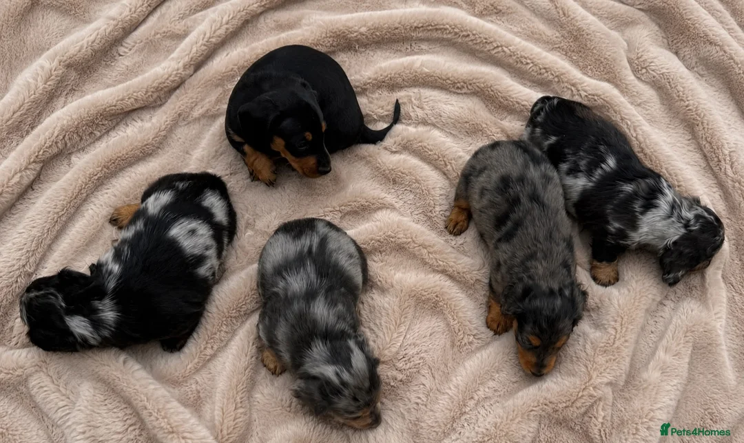 Dachshund dogs for sale: 9 Dachshunds available  in Leeds - Advert 2