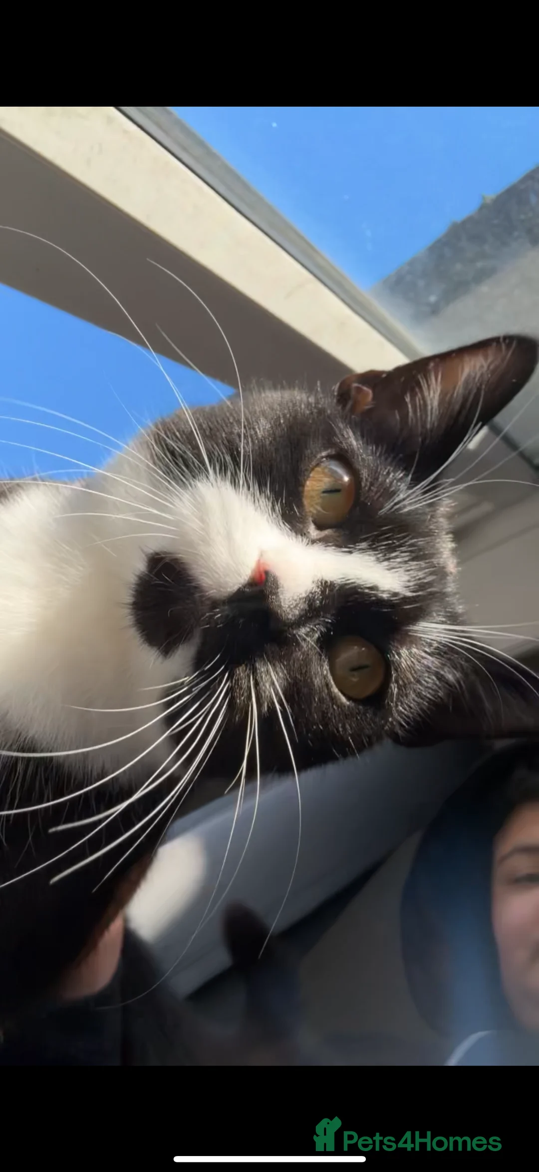 Bombay cats for sale:  NALA - Advert 1