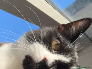 Bombay cats NALA - Advert 1