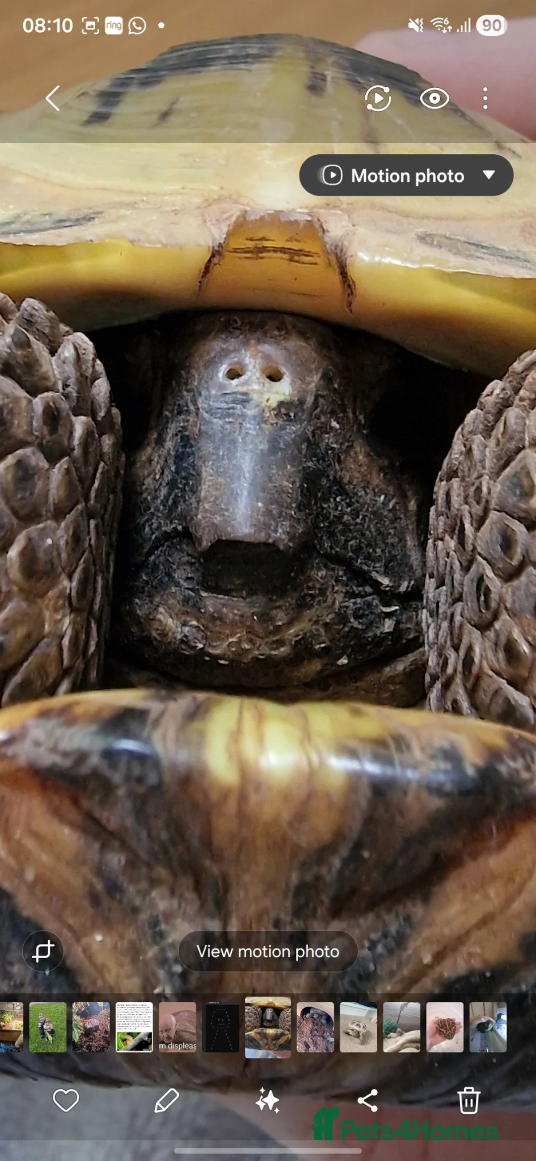 Tortoise reptiles for sale: Horsefield tortoise - Advert 2