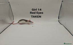 Rat rodents for sale: OCT: 32 Rats (7 Rats: 4 Boys, 3 Girls Left) - Advert 25