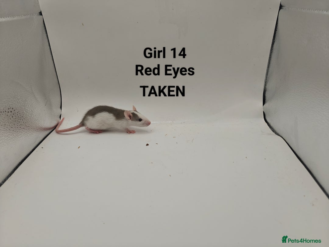 Rat rodents for sale: OCT: 32 Rats (7 Rats: 4 Boys, 3 Girls Left) - Advert 25