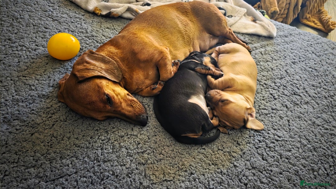 Miniature Dachshund dogs for sale: 🐶 Stunning Black & Tan Miniature Dachshund Puppy - Image 6