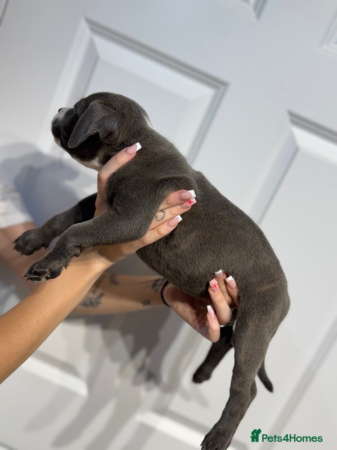 Staffordshire Bull Terrier dogs for sale: Blue Staffordshire bull terrier  - Image 6