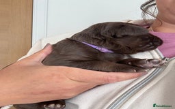 Labradoodle dogs for sale: Stunning Labradoodle Puppies  - Image 10