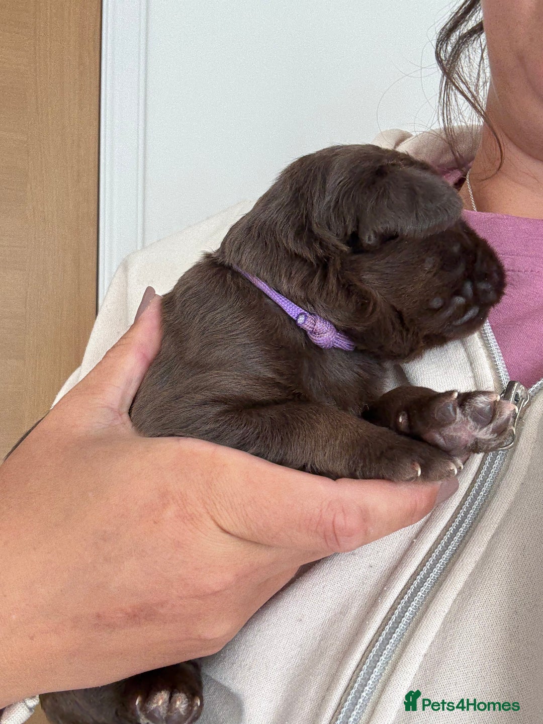 Labradoodle dogs for sale: Stunning Labradoodle Puppies  - Image 10