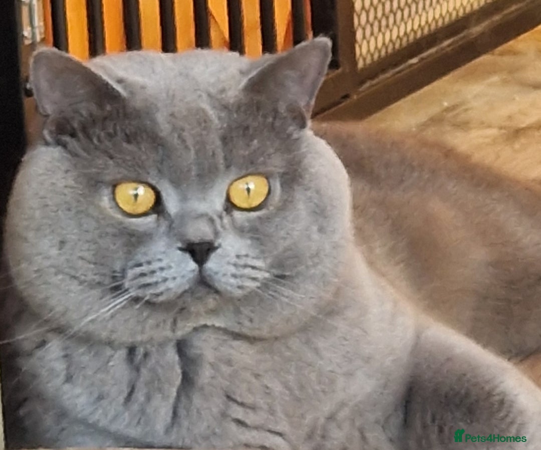 British Longhair cats for sale: british shorthair and shorthair males - Image 18