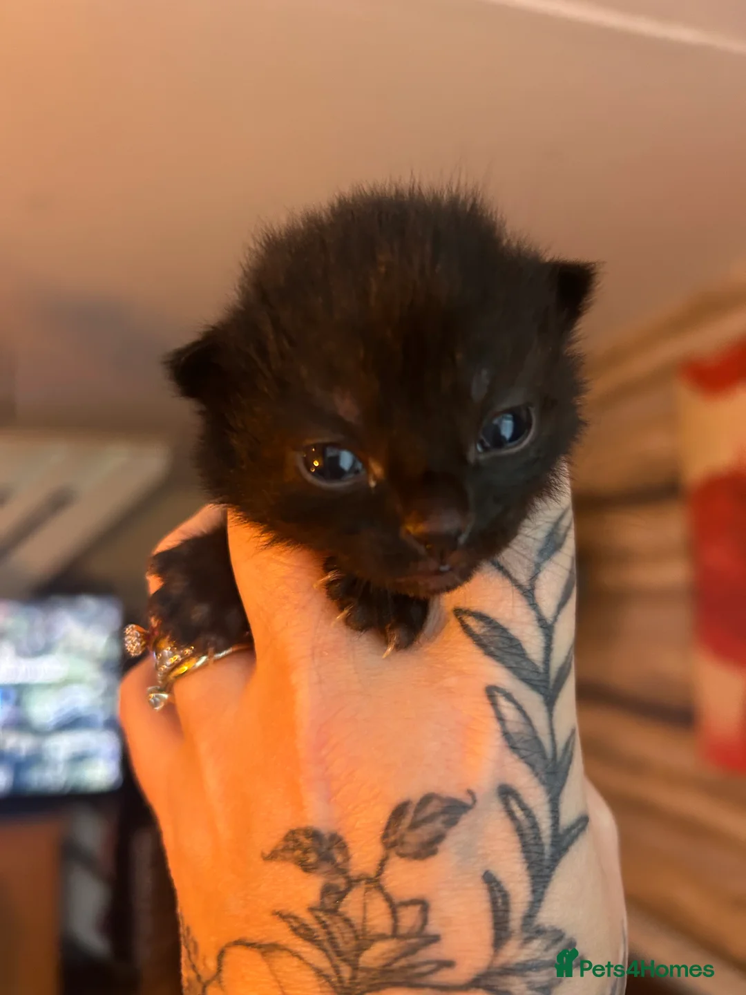 British Shorthair cats for sale: Black female kitten - Advert 2