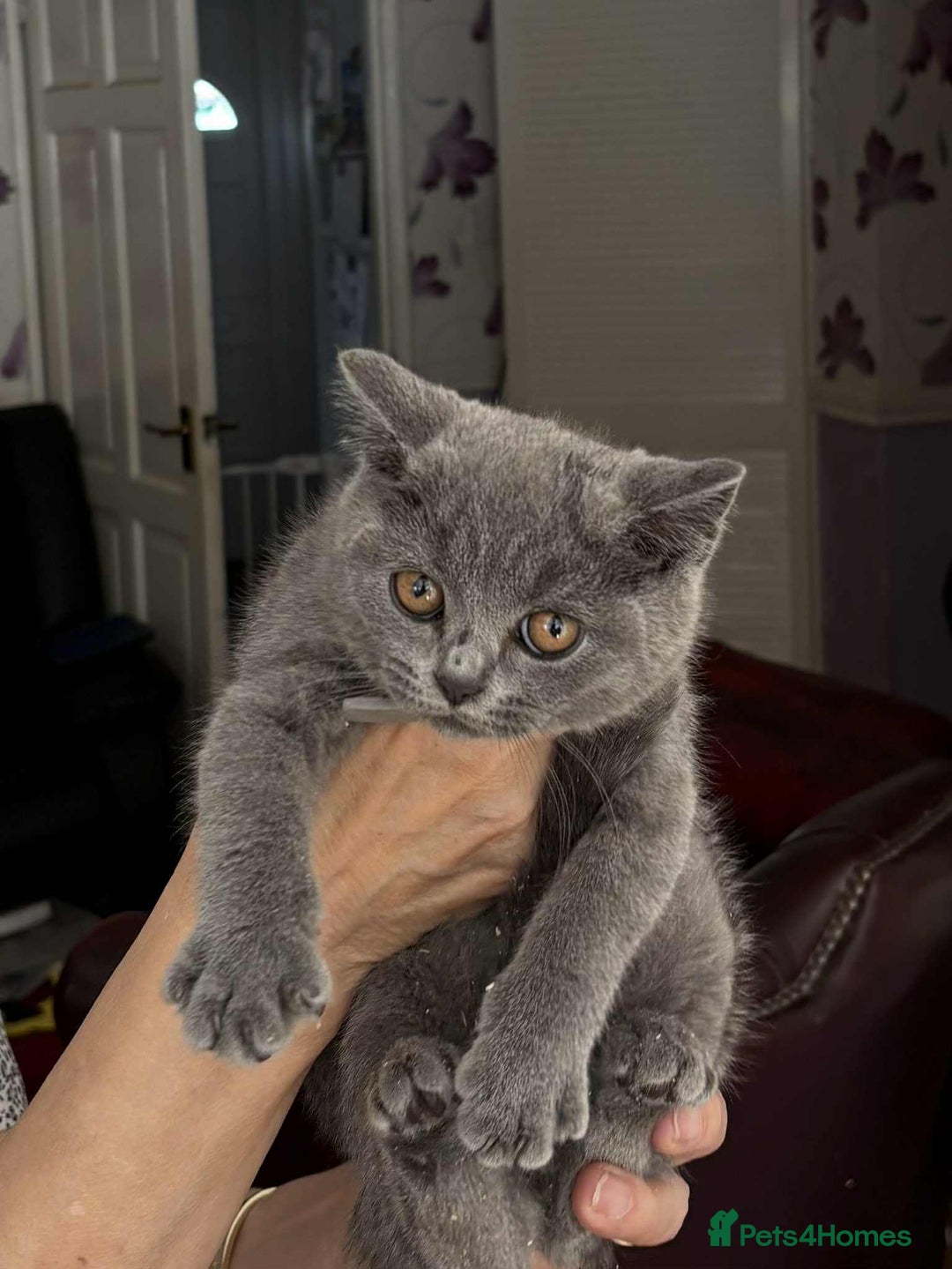 British Shorthair cats for sale: Beautiful blue kittens  - Advert 5