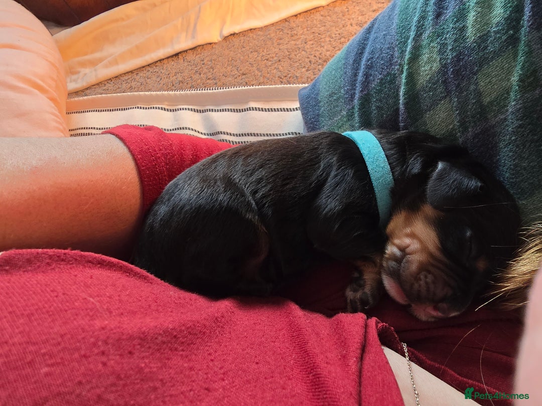 Cocker Spaniel dogs for sale: 5 beautiful cocker spaniel puppies - Advert 5