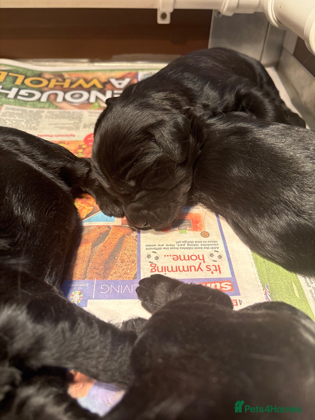 Goldendoodle dogs for sale: F1 Goldendoodle puppies fully heath tested parents - Advert 8