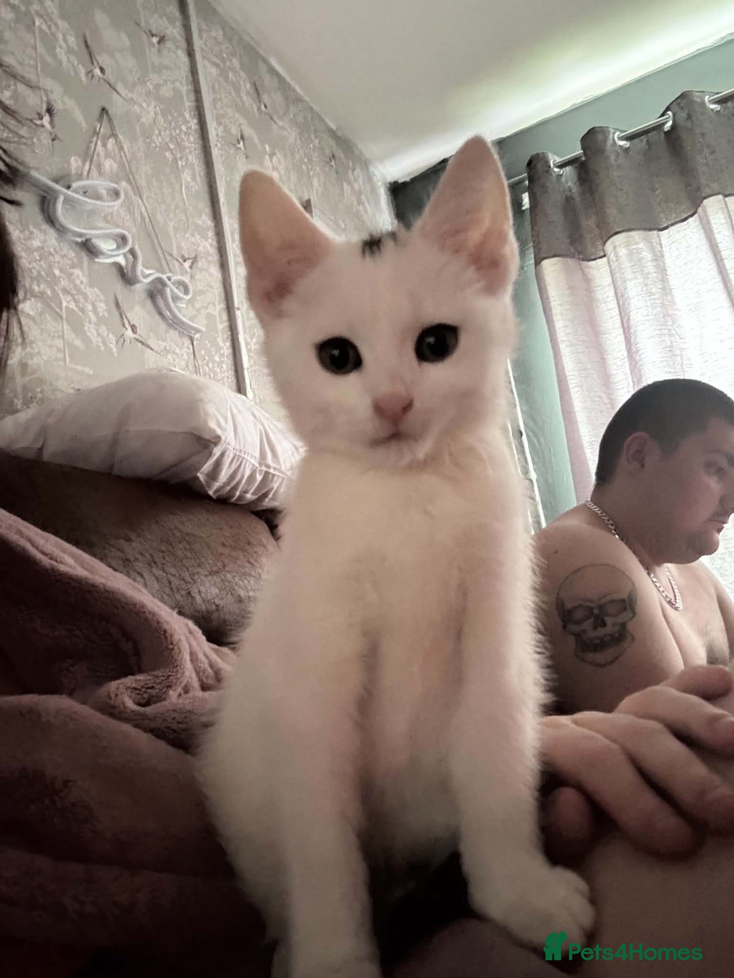Mixed Breed cats for sale: X2 cats for sale  - Advert 14