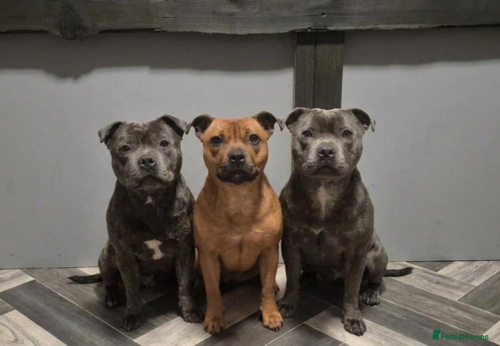 Staffordshire Bull Terrier dogs MAJESTAFFORD'S BLUE BARON - Advert 1