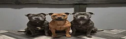 Staffordshire Bull Terrier dogs for stud: MAJESTAFFORD'S BLUE BARON - Advert 1
