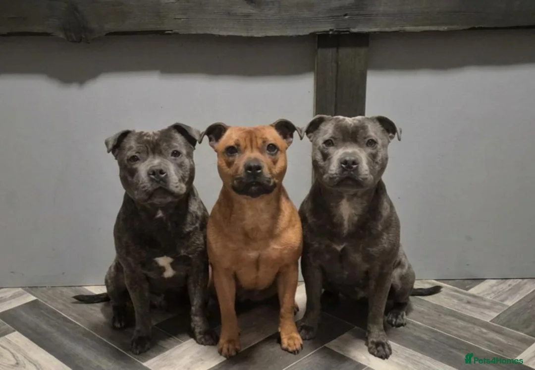 Staffordshire Bull Terrier dogs for stud: MAJESTAFFORD'S BLUE BARON - Advert 1