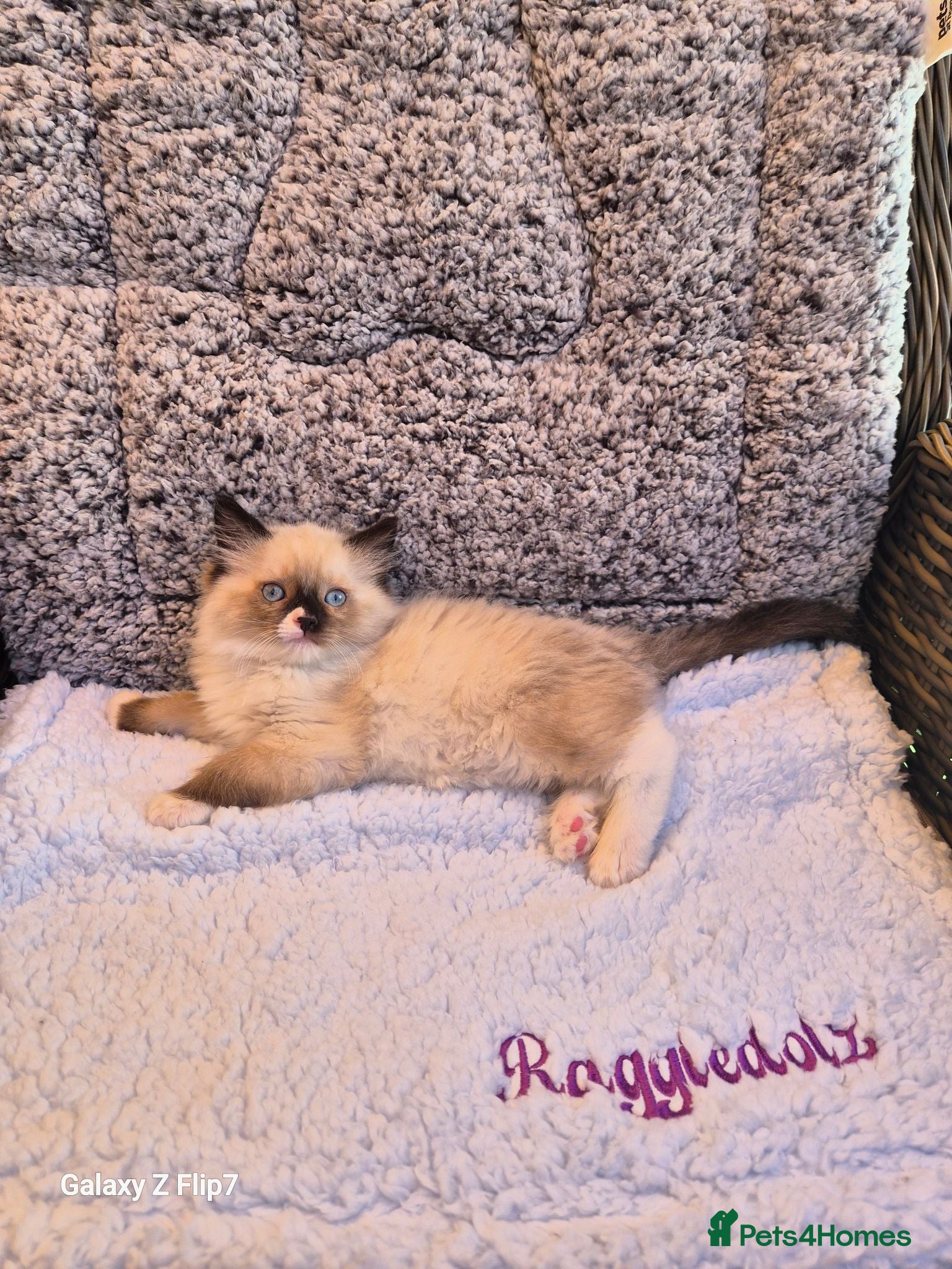 Ragdoll cats GCCF Registered Kittens - Advert 1