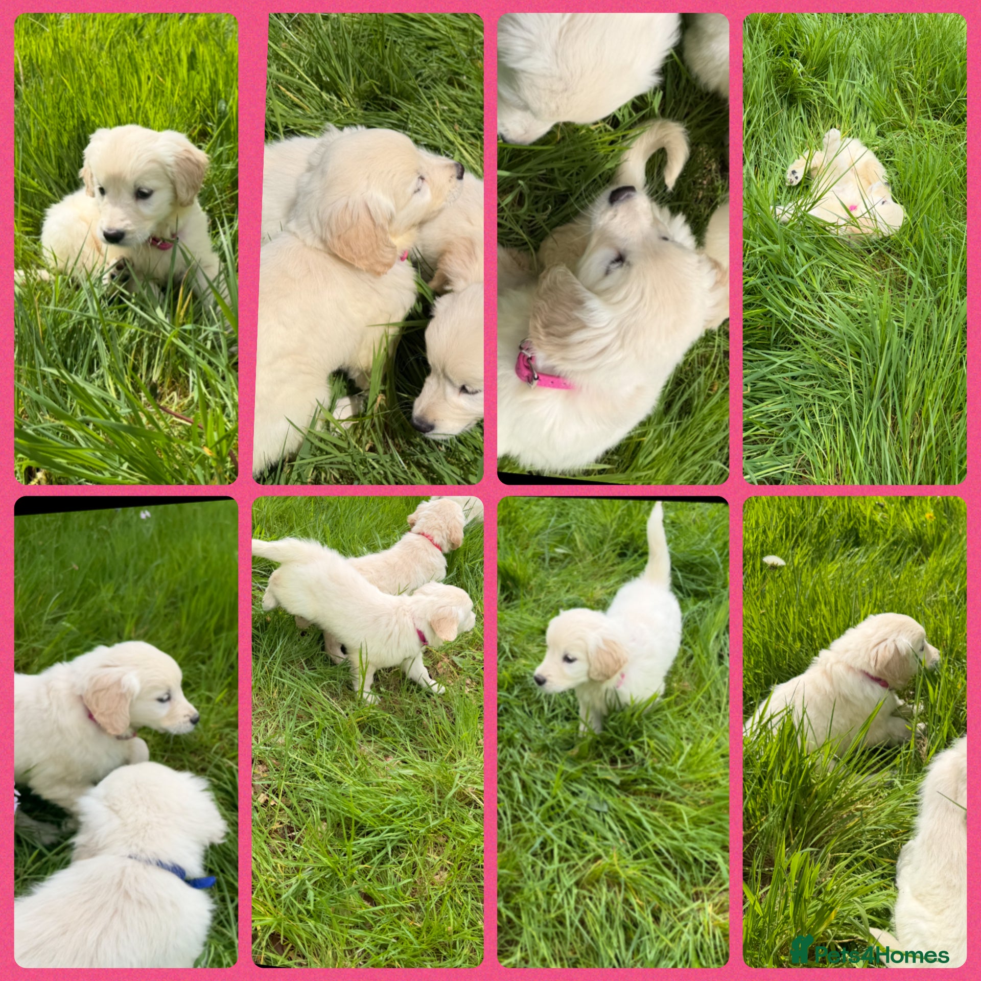 Golden Retriever dogs KC Registered Golden Retriever Pups  - Advert 2