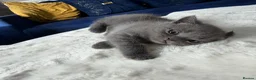 British Shorthair cats for sale: British shorthair kitten - Advert 8
