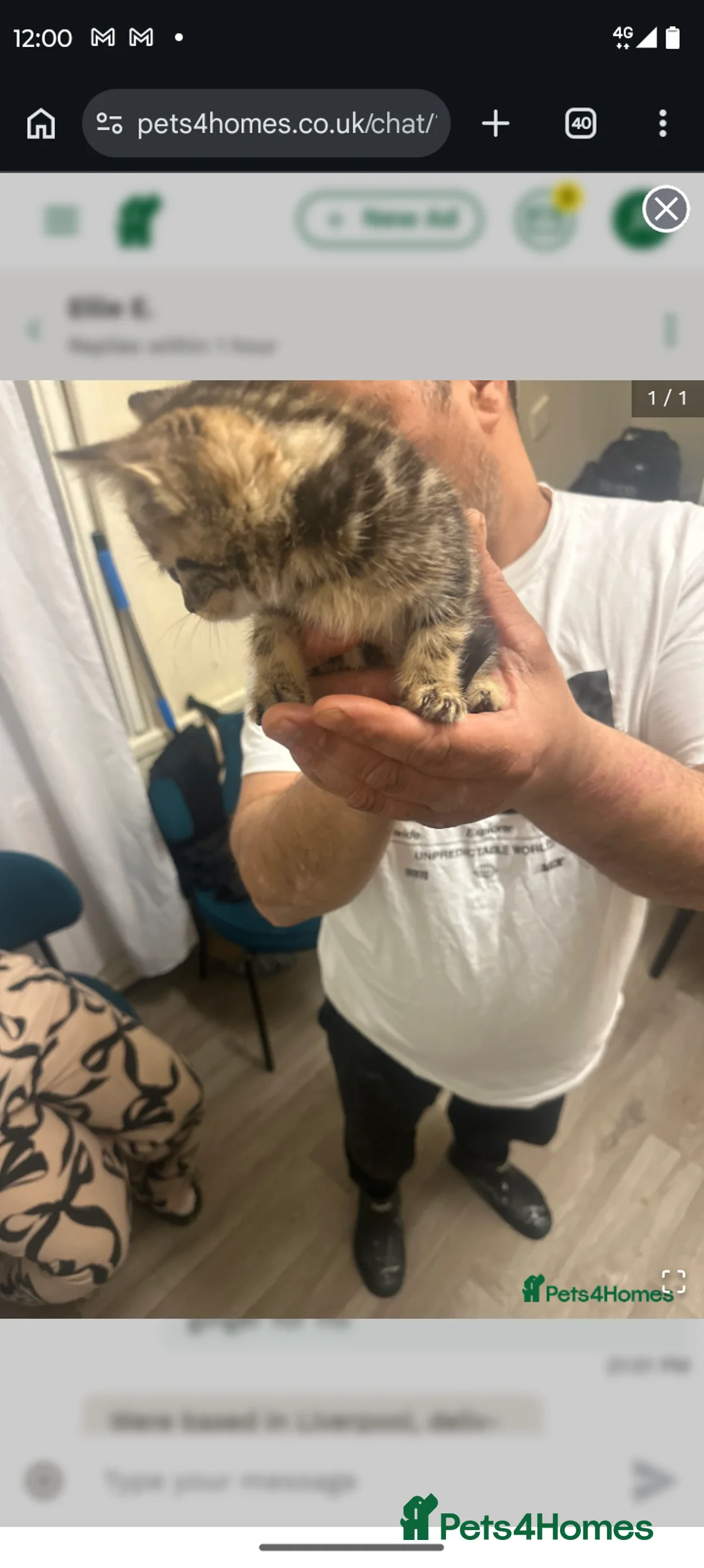 Mixed Breed cats for sale: Cute kiten - Advert 2