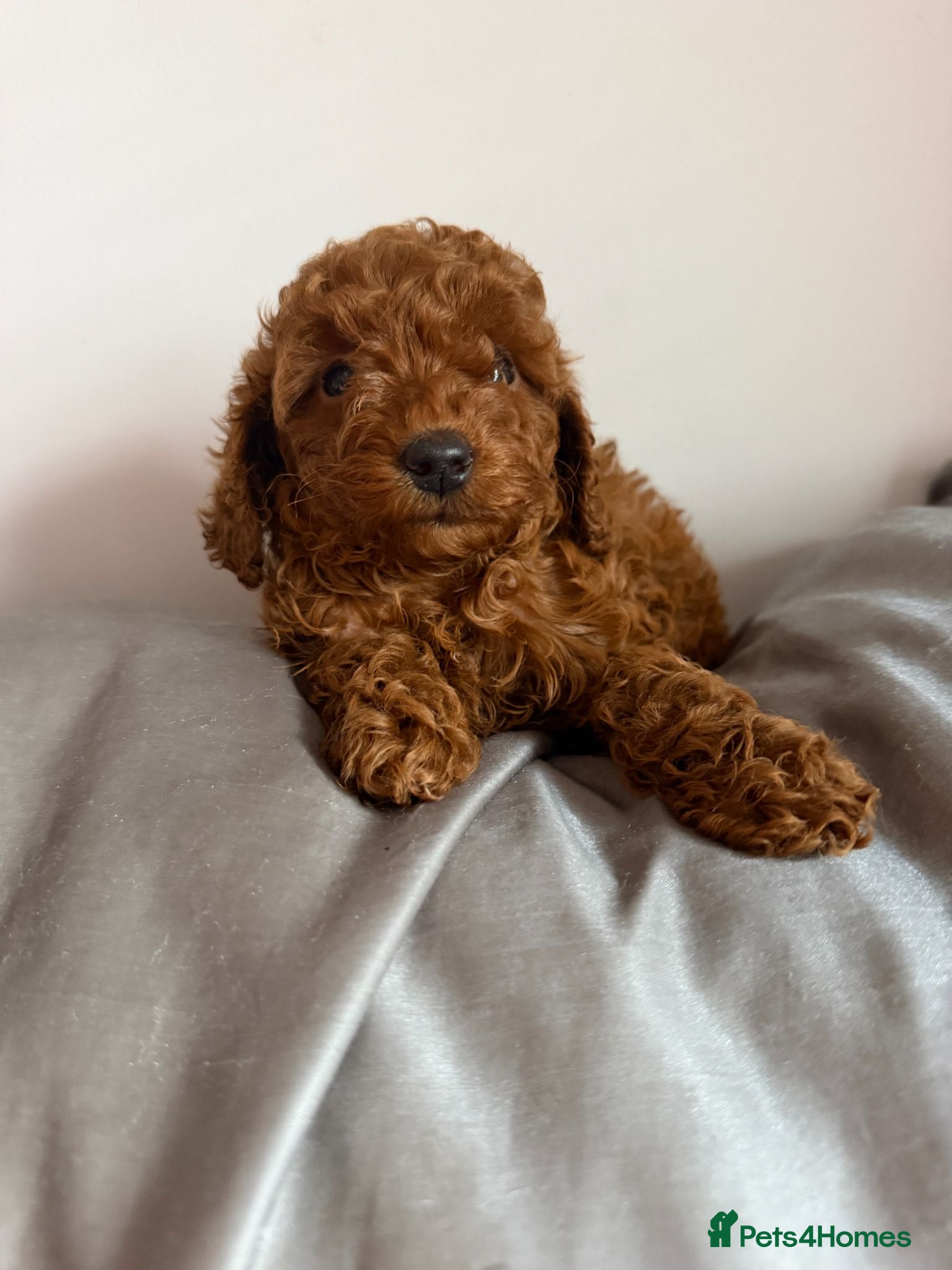 Toy Poodle dogs Deep Red Teeny Toy Poodles Ready 17th June - Advert 2
