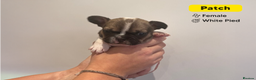French Bulldog dogs for sale: Stunning KC Registered French Bulldog Puppies - Advert 9