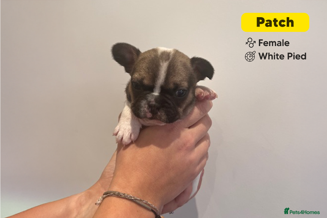 French Bulldog dogs for sale: Stunning KC Registered French Bulldog Puppies - Advert 9